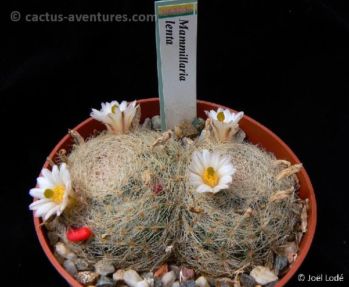 Mammillaria lenta P1260090